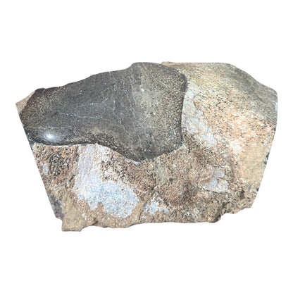 Sauropod Gem Bone