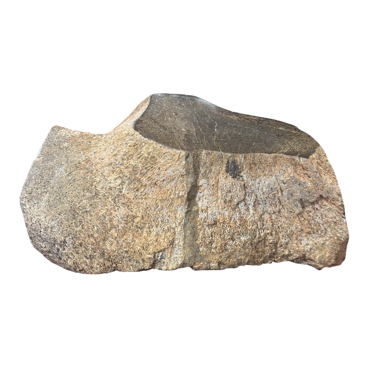 Sauropod Gem Bone