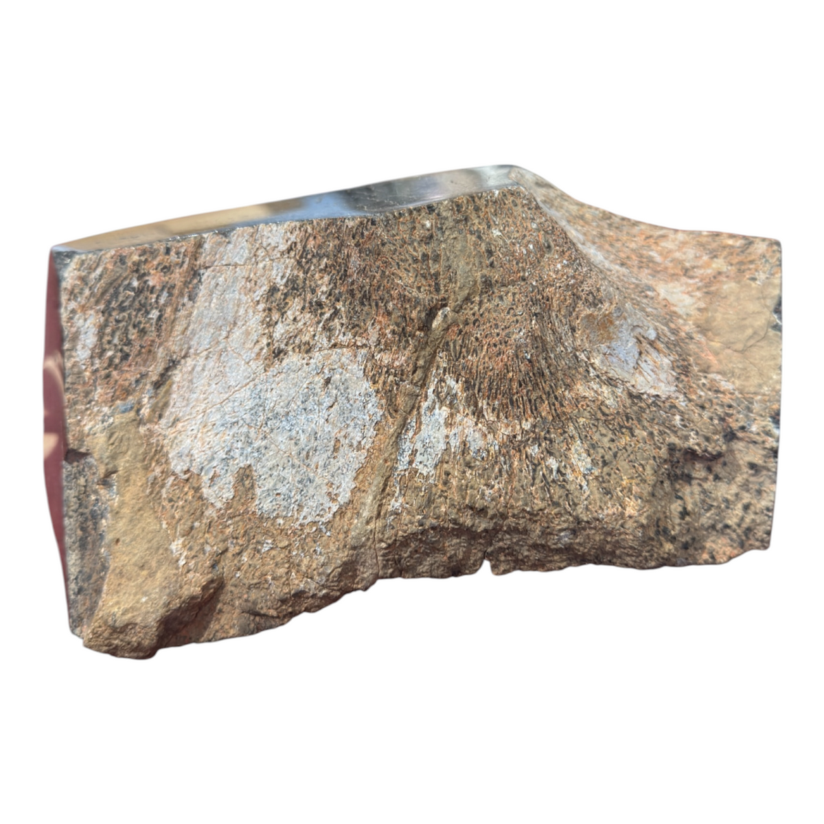 Sauropod Gem Bone