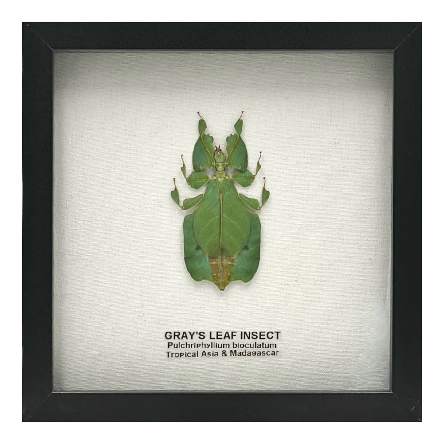 Gray's Leaf Insect