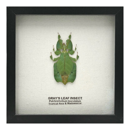 Gray's Leaf Insect