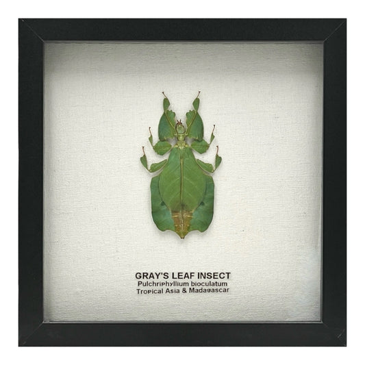 Gray's Leaf Insect