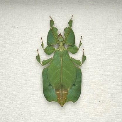 Gray's Leaf Insect