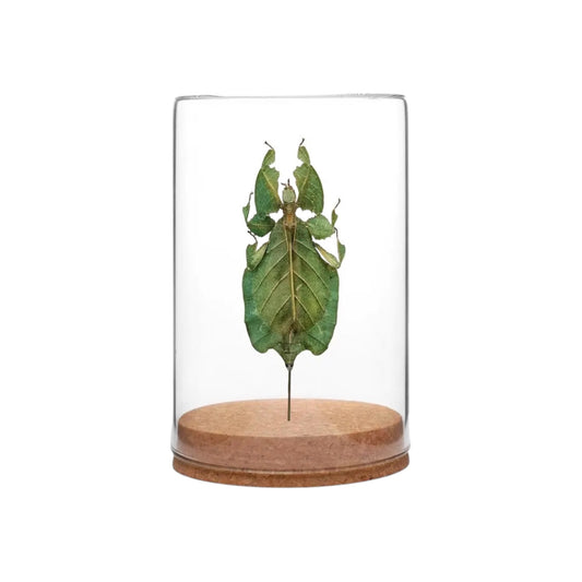 Gray's Leaf Insect Globe
