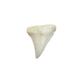 Tooth Replica (Great White Shark)