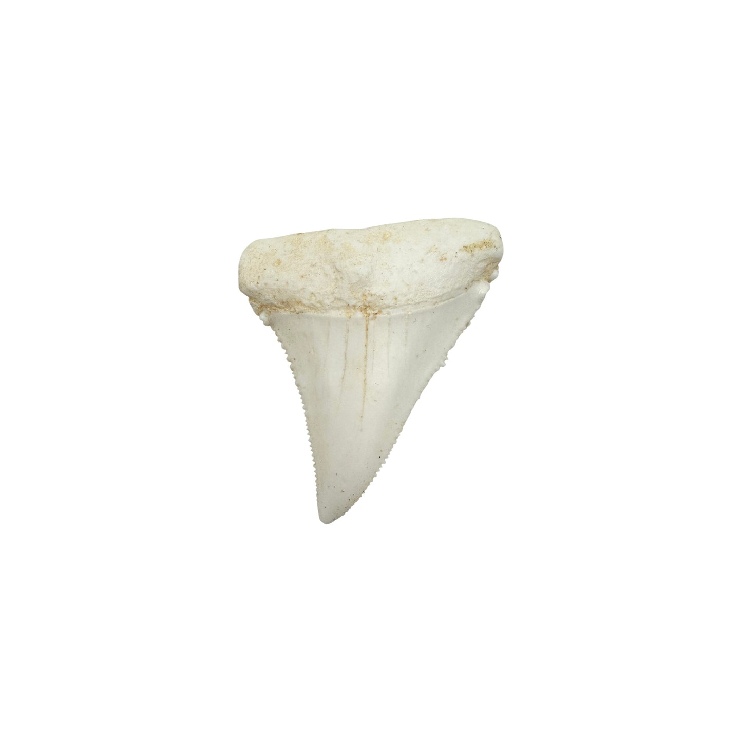 Tooth Replica (Great White Shark)