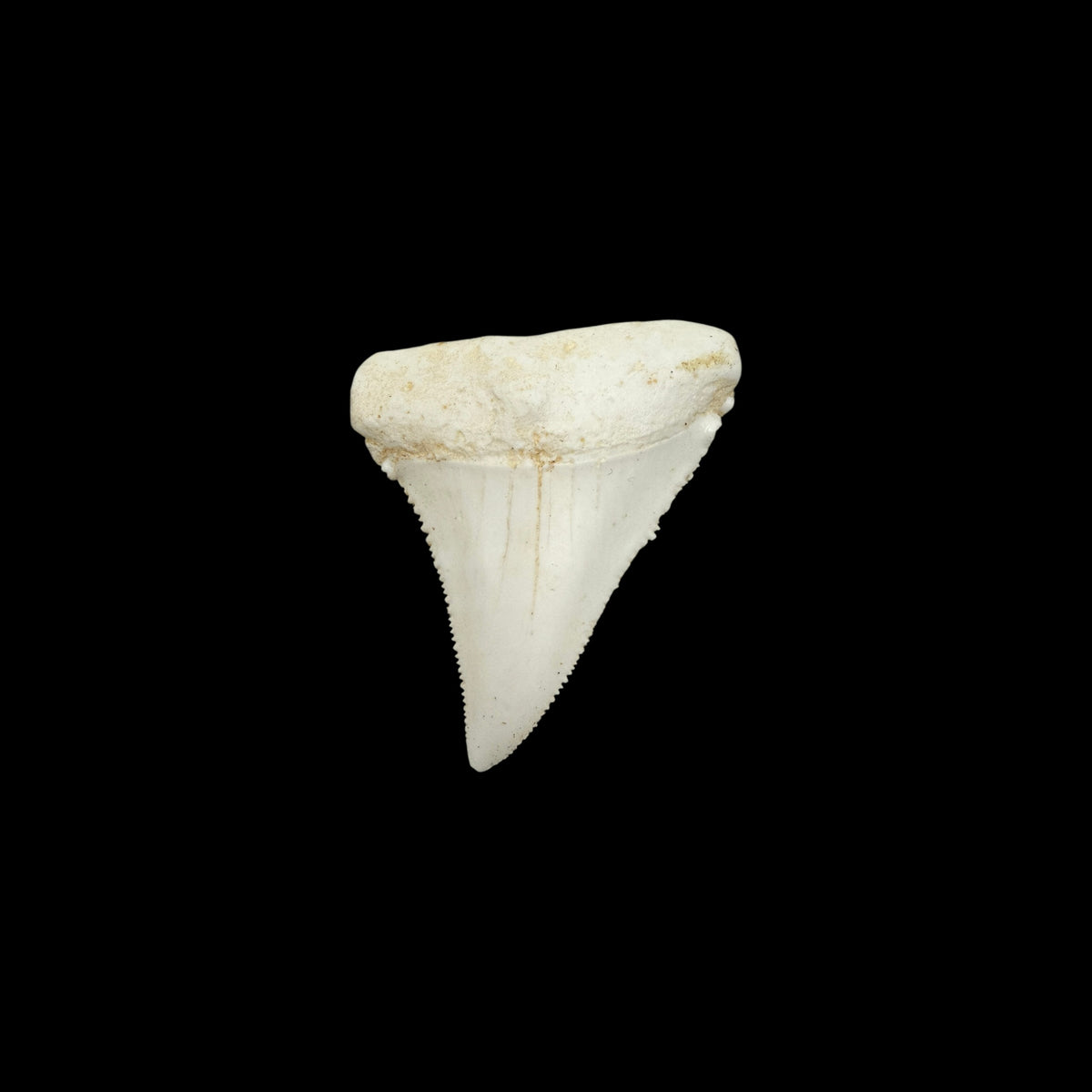 Tooth Replica (Great White Shark)