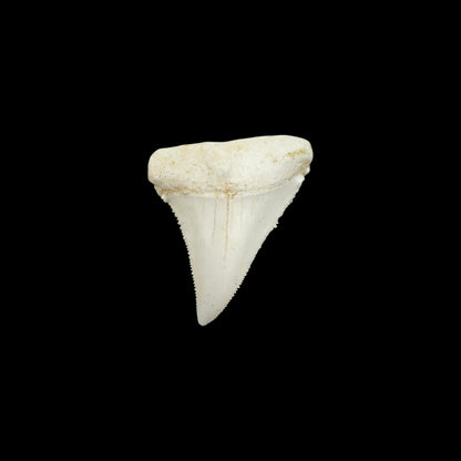Tooth Replica (Great White Shark)