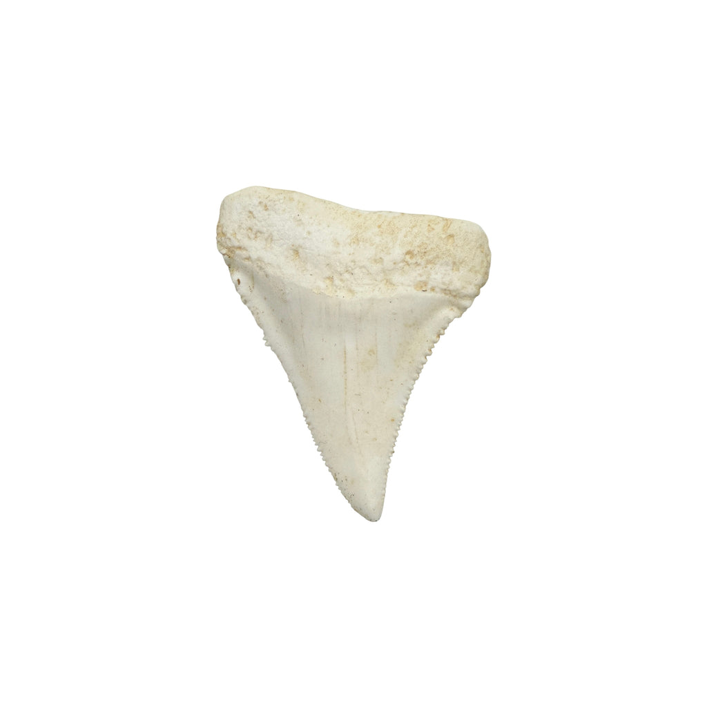 Tooth Replica (Great White Shark)