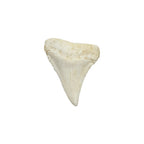 Tooth Replica (Great White Shark)