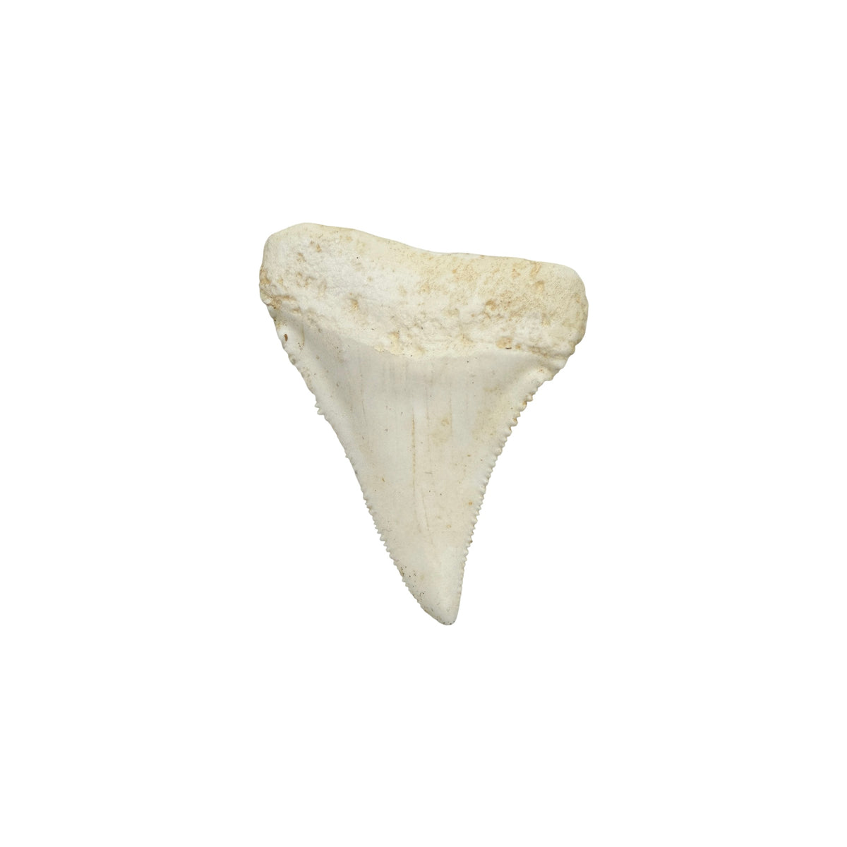 Tooth Replica (Great White Shark)