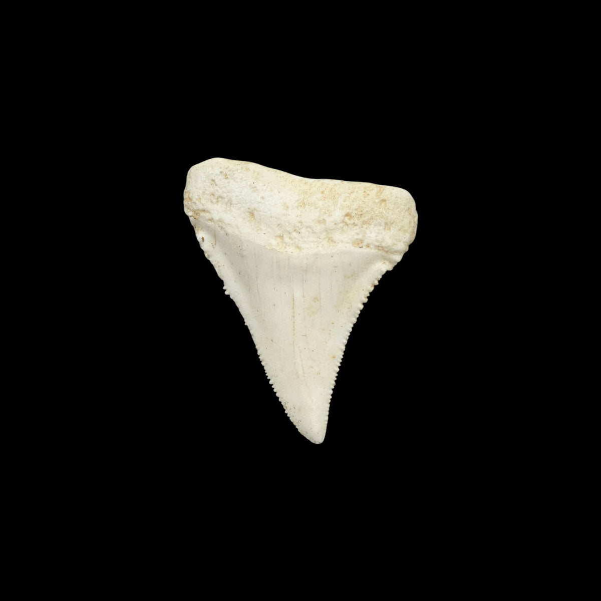 Tooth Replica (Great White Shark)