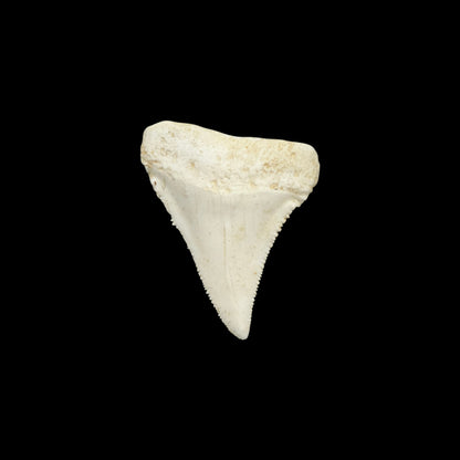 Tooth Replica (Great White Shark)