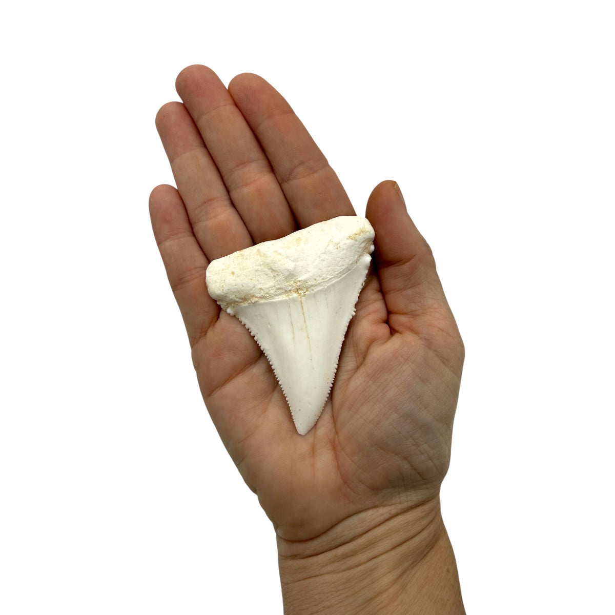 Tooth Replica (Great White Shark)