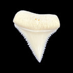 Shark Tooth (Great White)