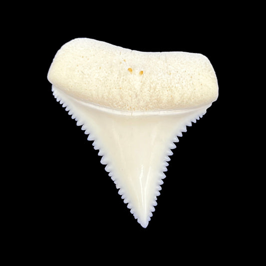 Shark Tooth (Great White)