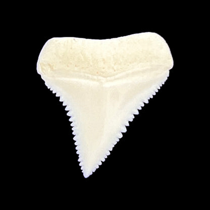 Shark Tooth (Great White)