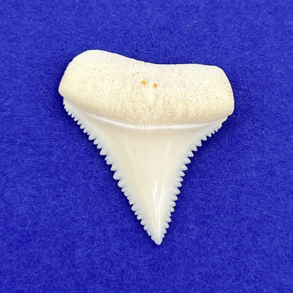 Shark Tooth (Great White)