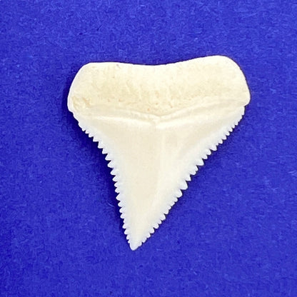 Shark Tooth (Great White)