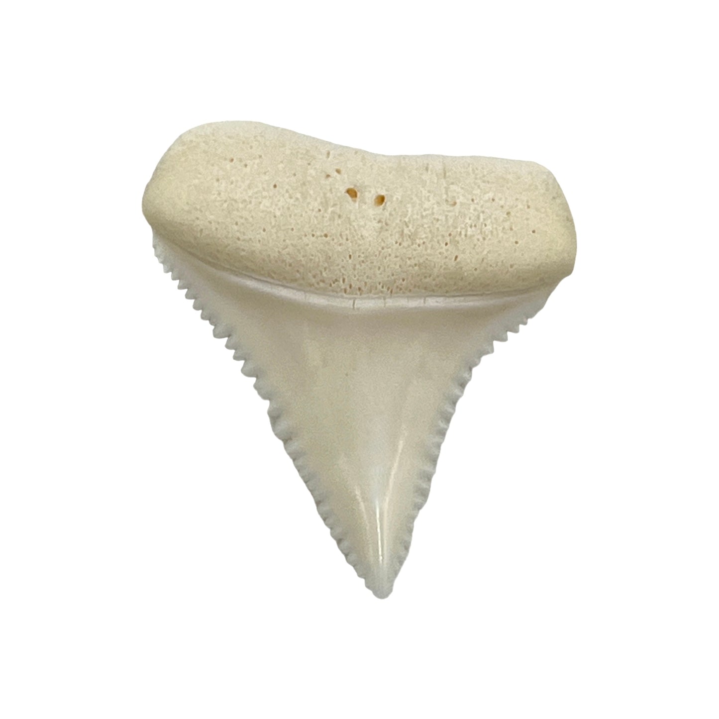 Shark Tooth (Great White)