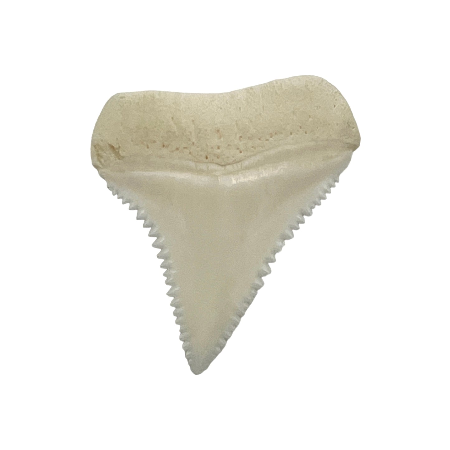 Shark Tooth (Great White)