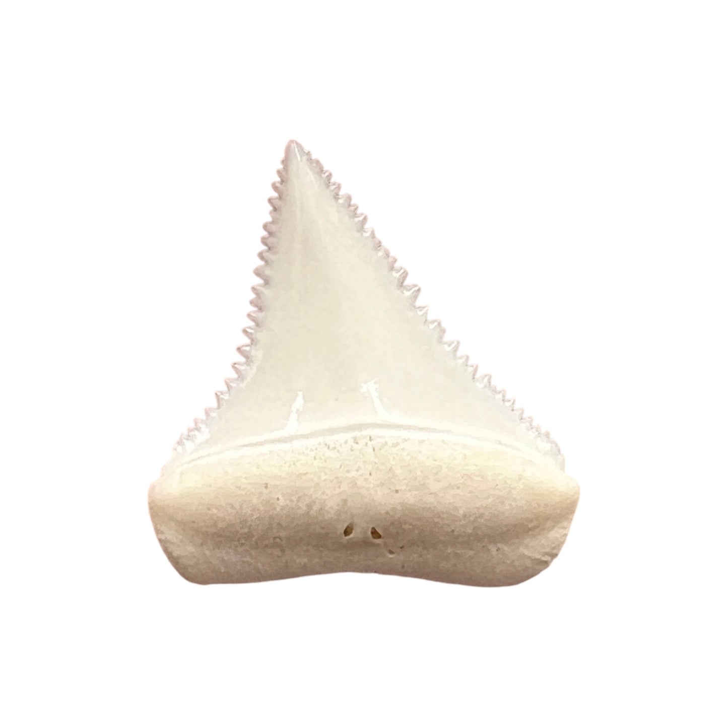 Shark Tooth (Great White)