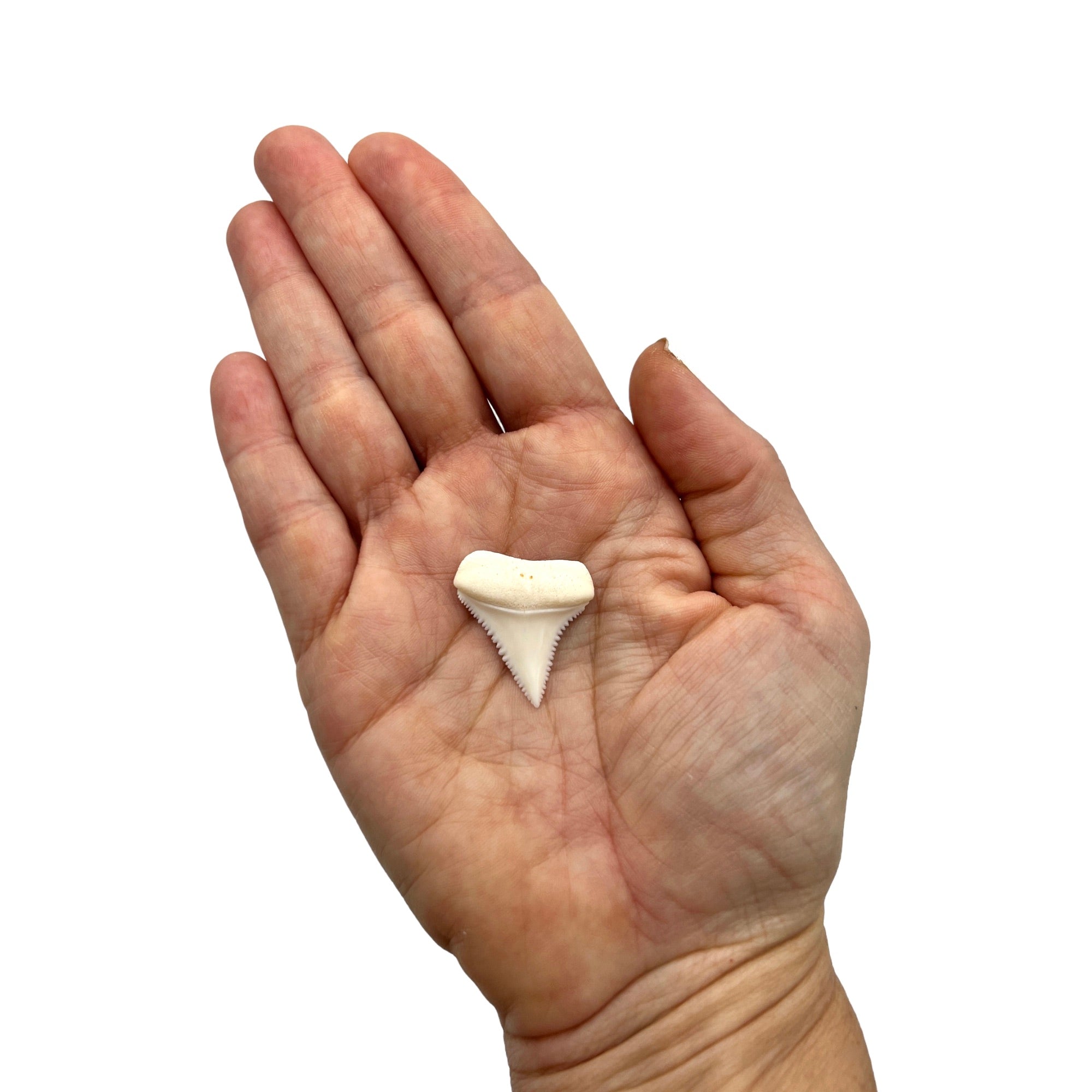 Shark Tooth (Great White)