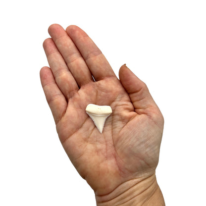 Shark Tooth (Great White)