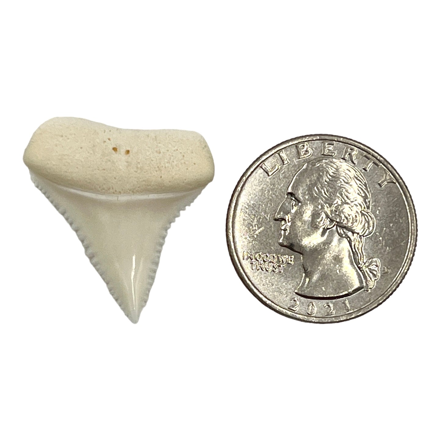 Shark Tooth (Great White)