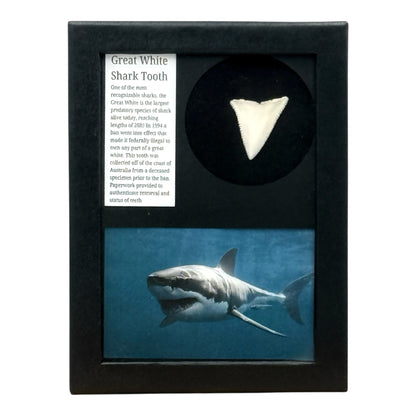 Great White Shark Tooth Display