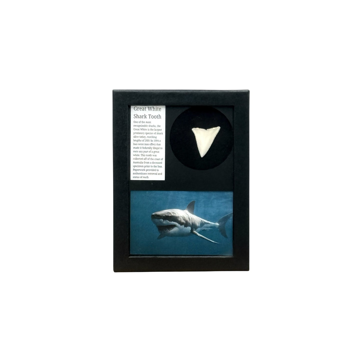 Great White Shark Tooth Display