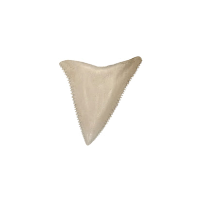 Great White Shark Tooth Display