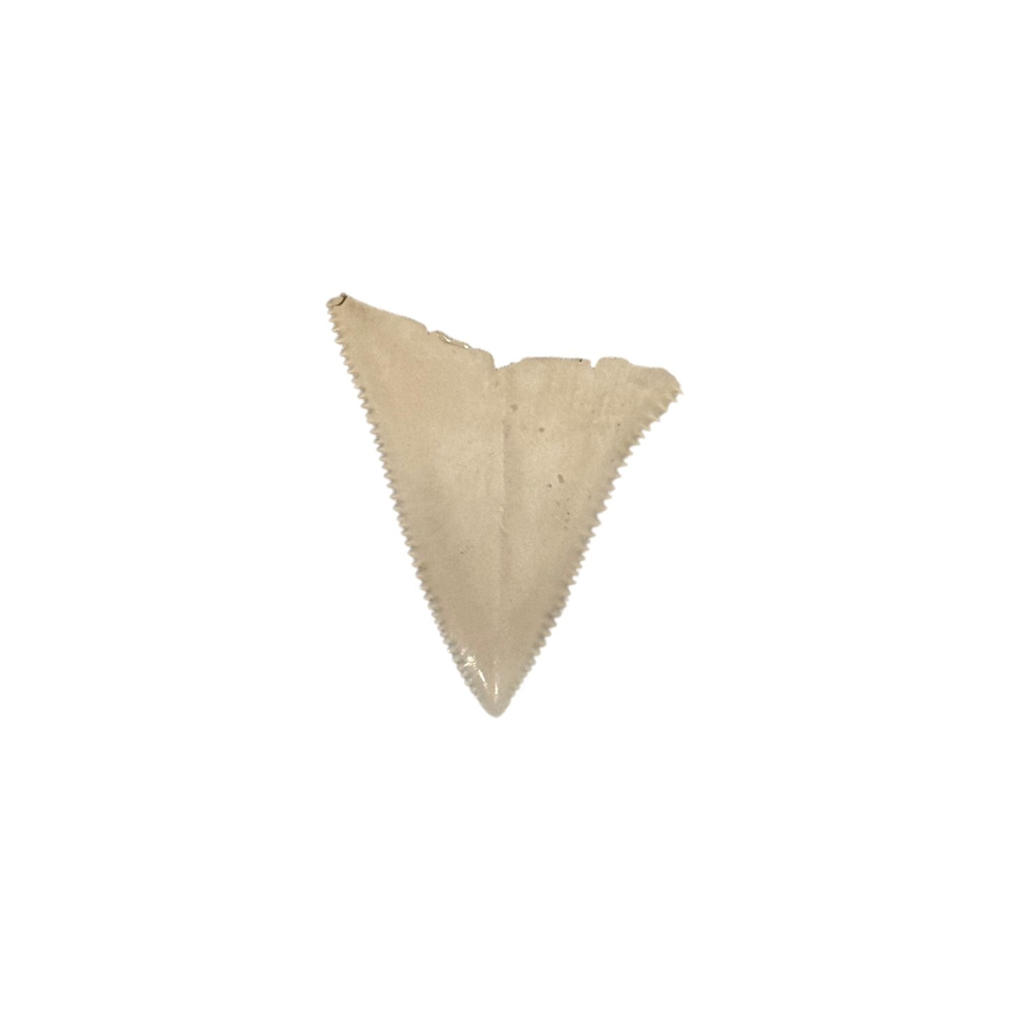 Great White Shark Tooth Display