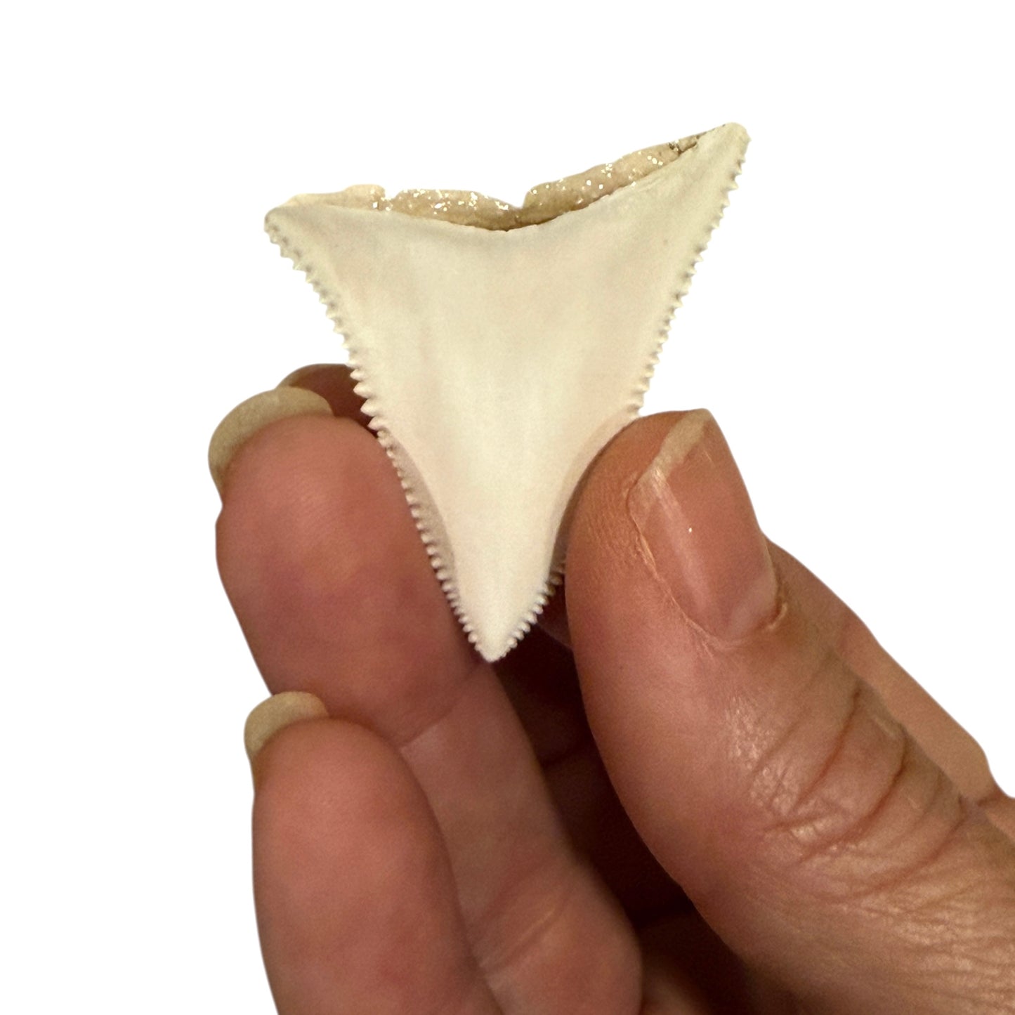 Great White Shark Tooth Display