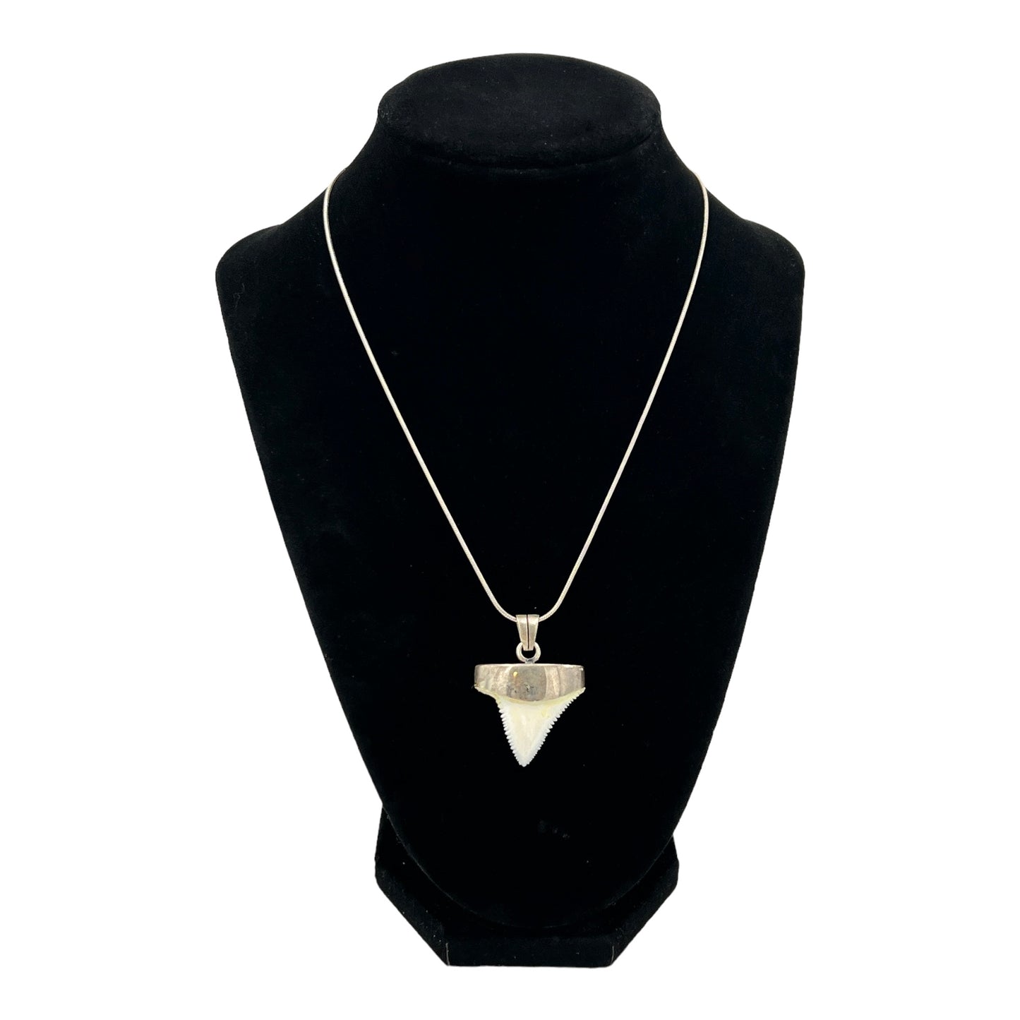 Shark Tooth Necklace (Great White)