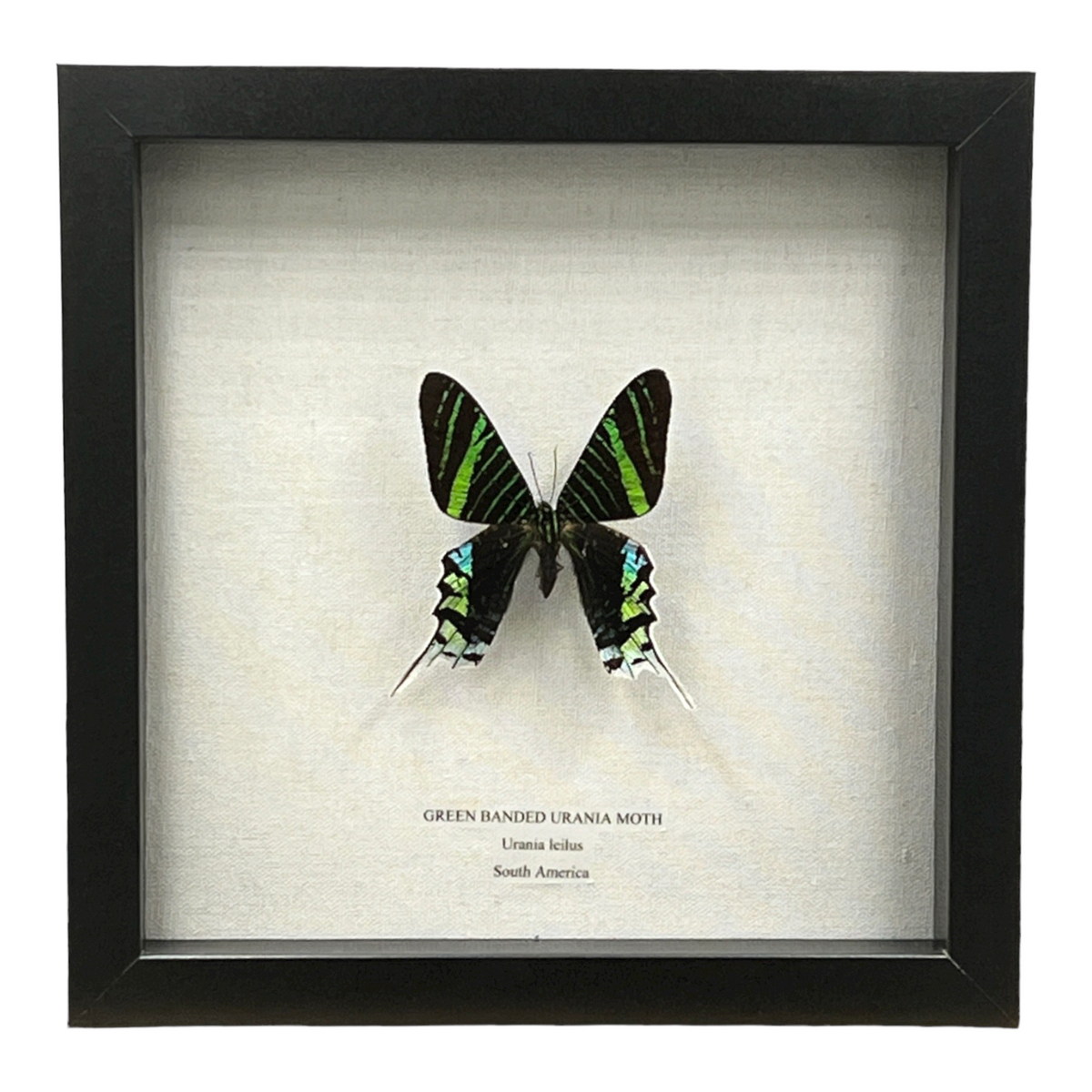 Green Banded Urania Moth