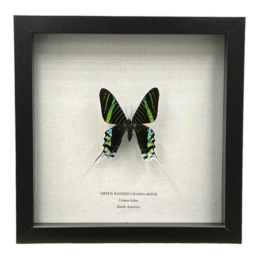 Green Banded Urania Moth