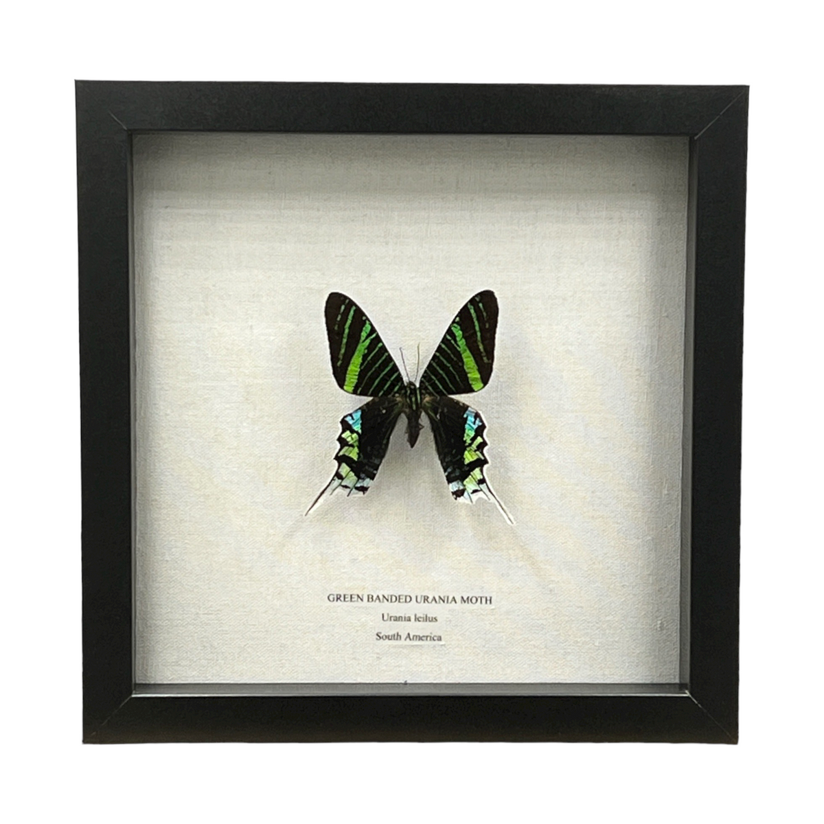 Green Banded Urania Moth