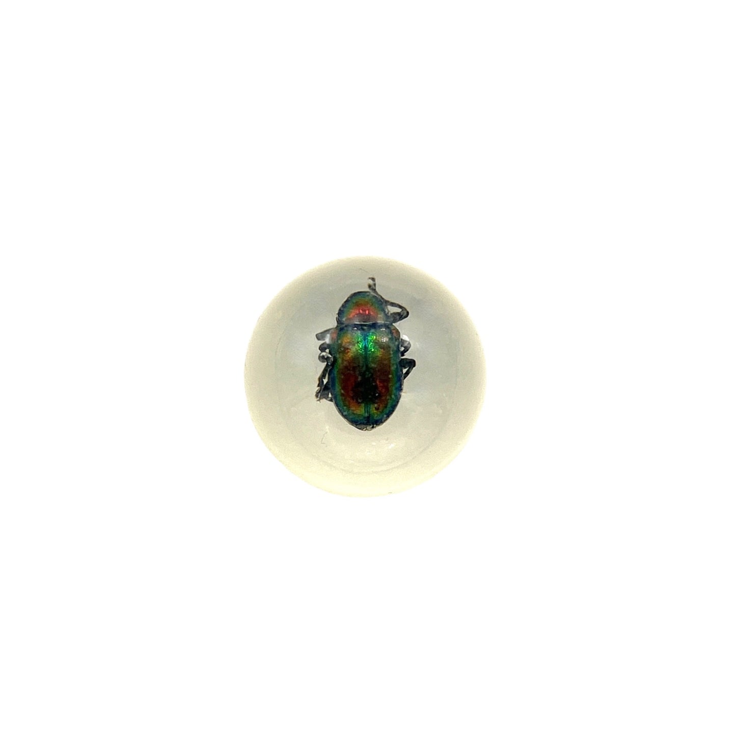 Specimen Orbs (Beetles)