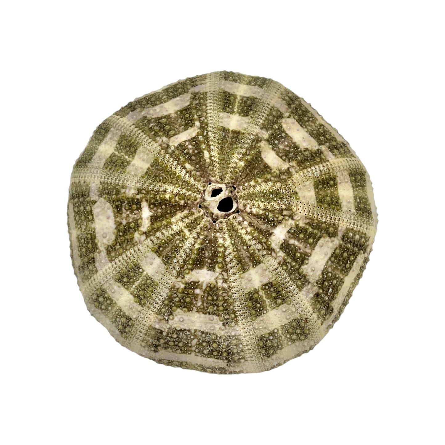 Urchin (Green Mushroom Urchin)