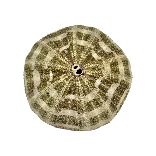 Urchin (Green Mushroom Urchin)