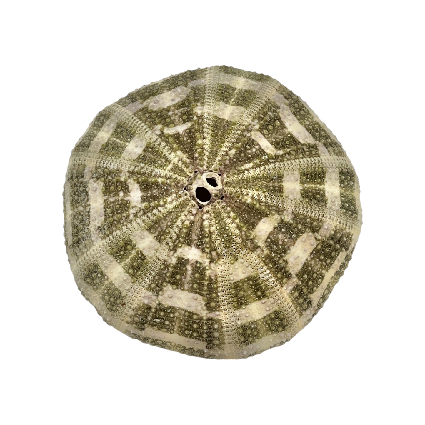 Urchin (Green Mushroom Urchin)