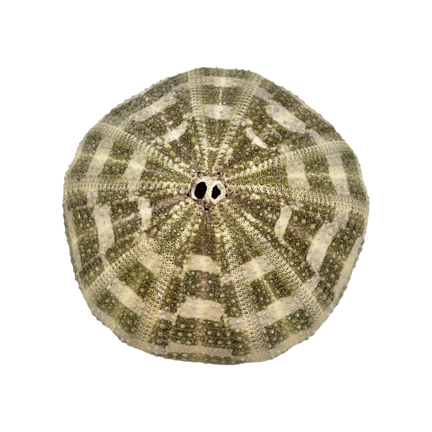 Urchin (Green Mushroom Urchin)