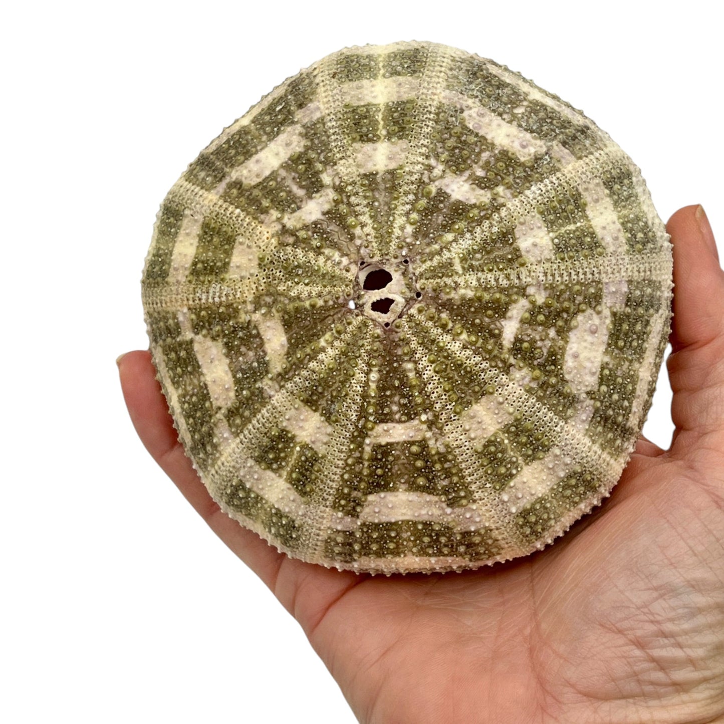 Urchin (Green Mushroom Urchin)