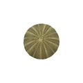 Urchin (2" Green Sea Urchin)