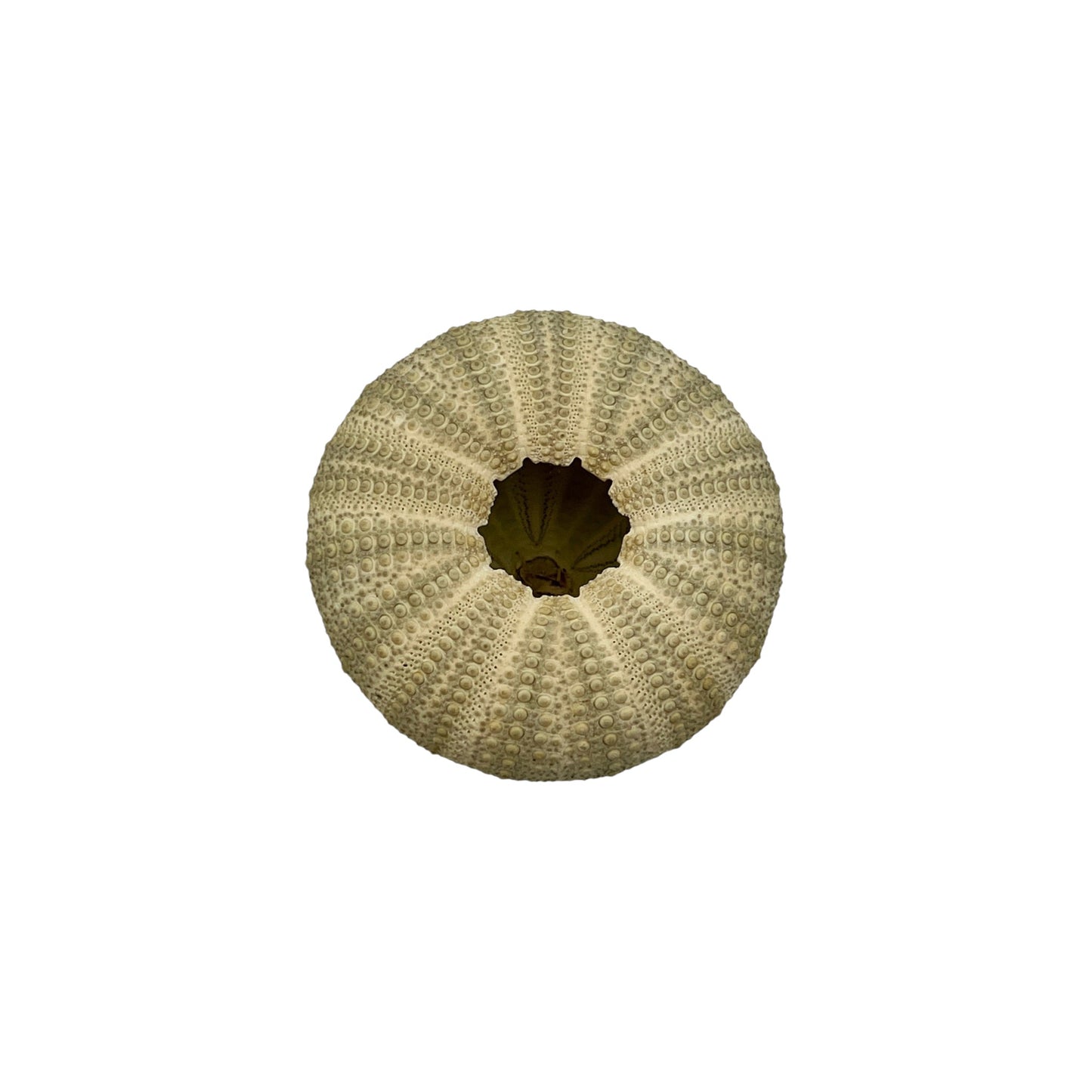 Urchin (2" Green Sea Urchin)