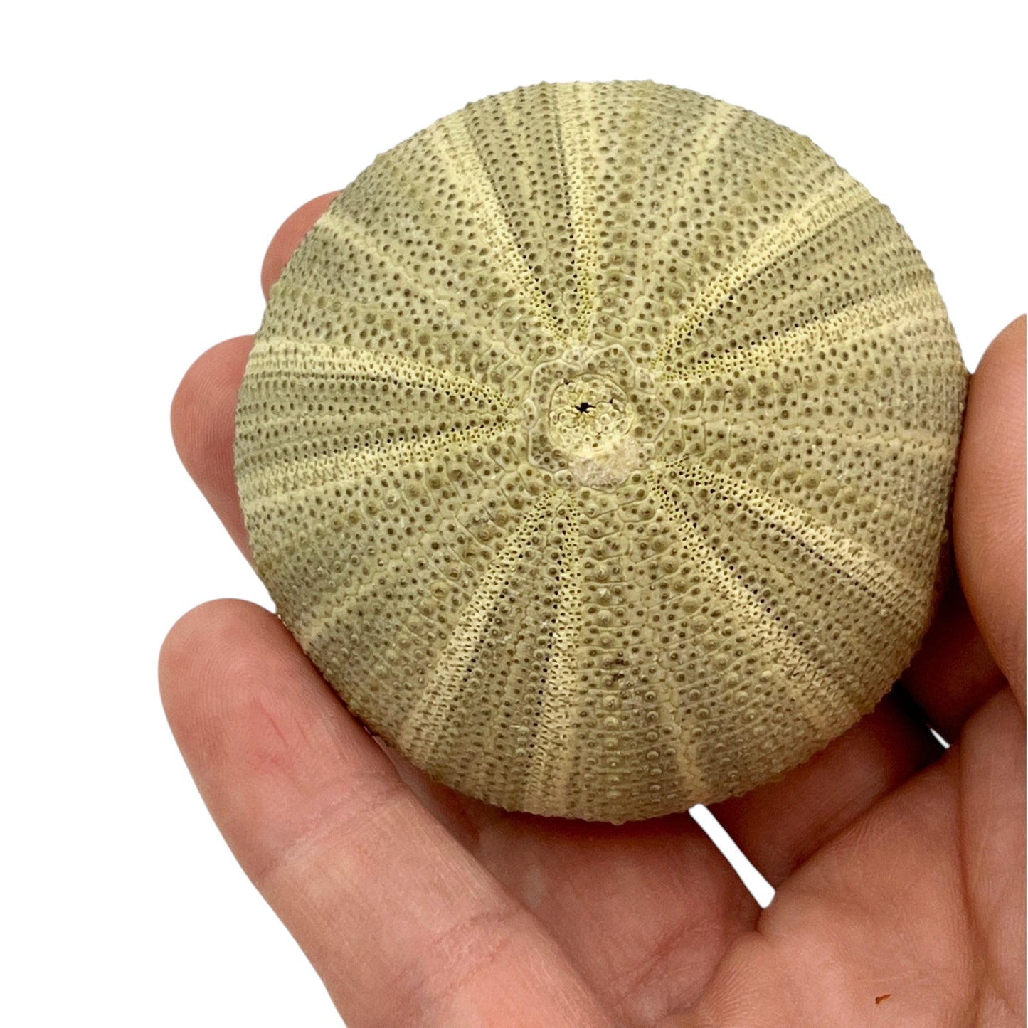 Urchin (2" Green Sea Urchin)