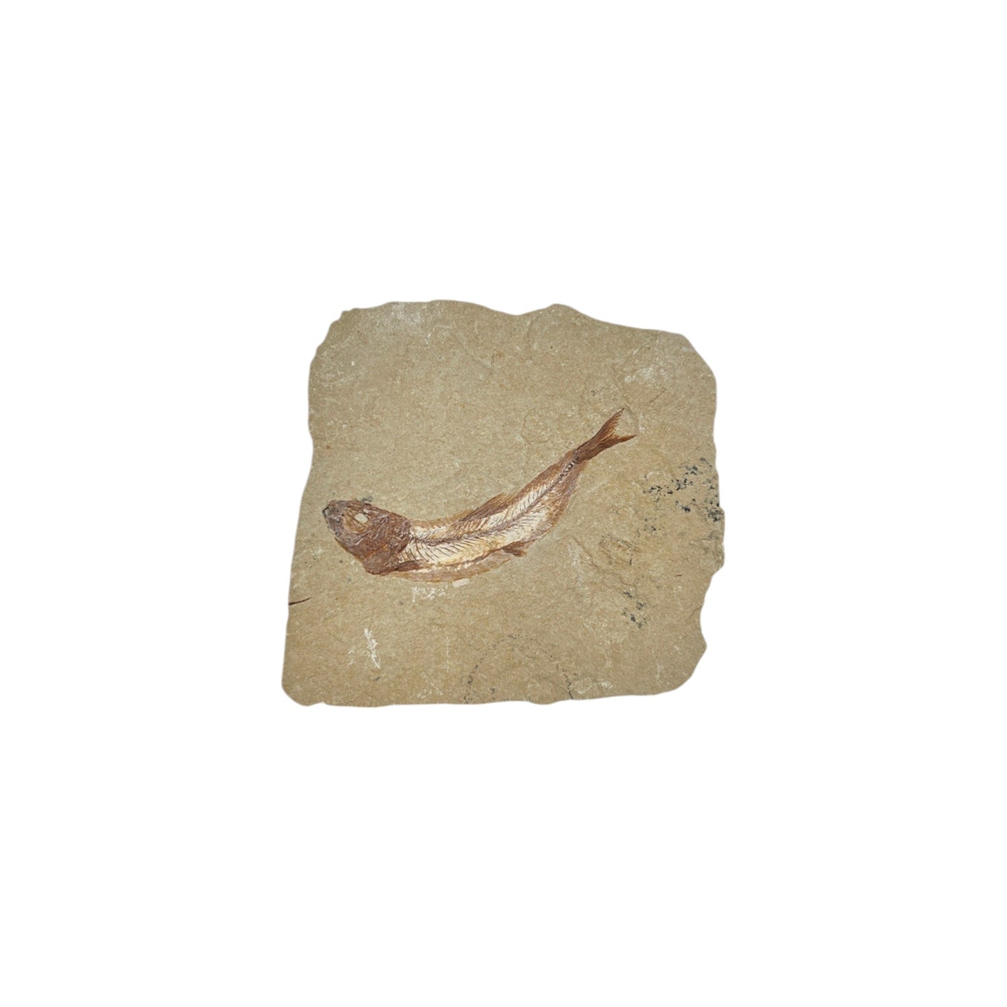 Fossil Fish Plate (Cretaceous Gaudryella from Lebanon)