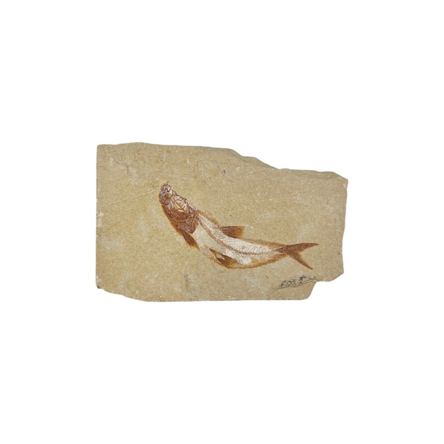 Fossil Fish Plate (Cretaceous Gaudryella from Lebanon)