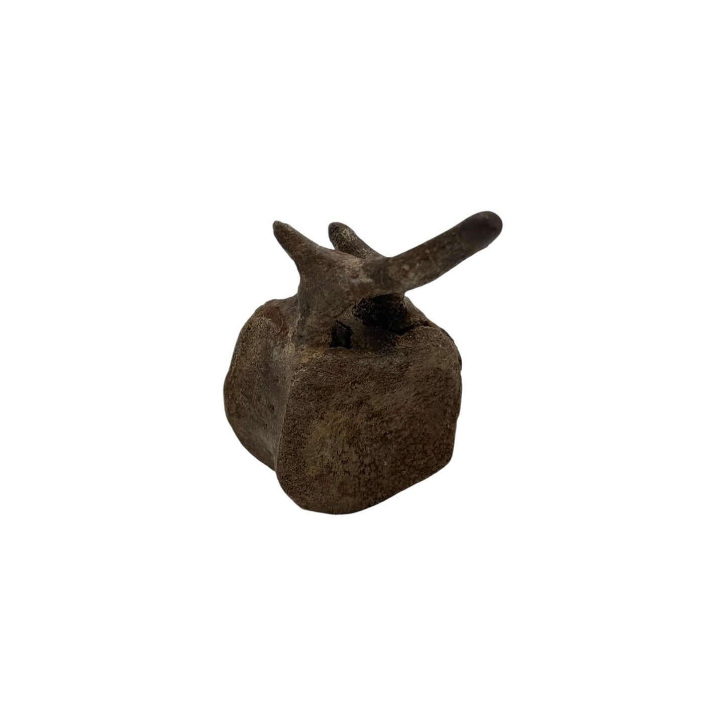Hadrosaur Caudal Vertebra